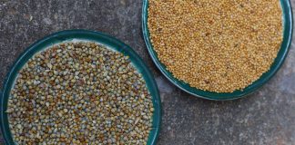 type-of-millets