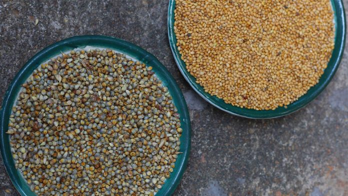 type-of-millets